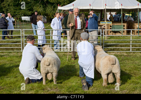 Un juge dans le meilleur des races de moutons concurrence avec deux entrants. Le salon de l'agriculture 2011 Aylsham, Norfolk, Royaume-Uni. Banque D'Images