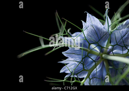 Nigella damascena, amour-dans-un-mist, fleur bleue sur fond noir. Banque D'Images