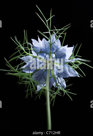 Nigella damascena, amour-dans-un-mist, fleur bleue sur fond noir. Banque D'Images