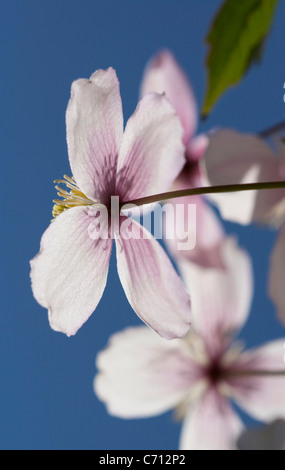 Clematis montana, fleurs roses sur fond bleu. Banque D'Images