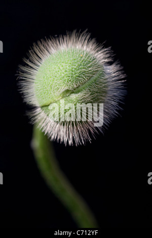 Papaver orientale, pavot d'Orient, objet vert, fond noir Banque D'Images