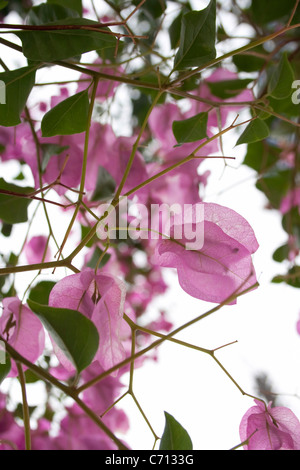 Bougainvillée, fleur rose, sous réserve Banque D'Images