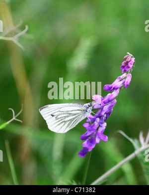 Petit chou blanc ou white (Pieris rapae) papillon sur une fleur vesce pourpre Banque D'Images