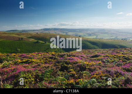 Vue sur Weacombe Combe de Beacon Hill. Collines de Quantock. Le Somerset. L'Angleterre. UK. Banque D'Images