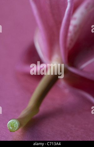 Lilium, Lily, rose fleur coupée et sous réserve, sur fond rose Banque D'Images