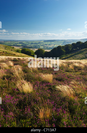 Vue vers le bas Paradis Combe de Thorncombe Hill. Les collines de Quantock. Le Somerset. L'Angleterre. UK. Banque D'Images