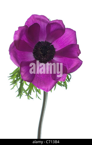 Anemone coronaria, seul objet de fleurs de mauve, fond blanc Banque D'Images
