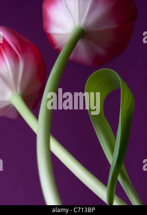 Tulipa, tulipe, rose fleur sujet, fond violet Banque D'Images