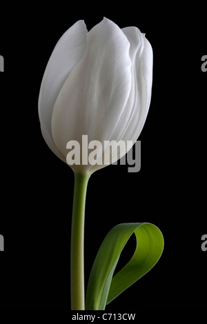 Tulipa, tulipe, fleur blanche unique objet, fond noir Banque D'Images