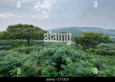 Vue de Cothelstone Hill. Les collines de Quantock. Le Somerset. L'Angleterre. UK. Banque D'Images