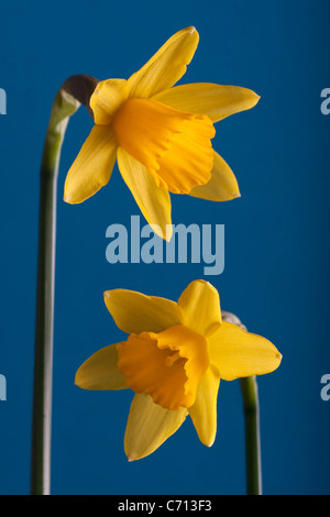 Narcissus 'tête à tête', jonquille, fleur jaune, sous réserve, sur fond bleu Banque D'Images