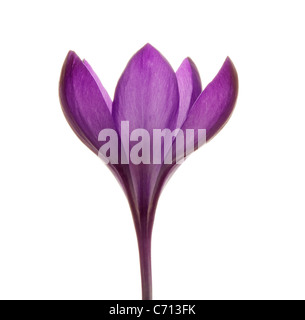 Crocus vernus, Crocus, fleur pourpre sujet, fond blanc Banque D'Images