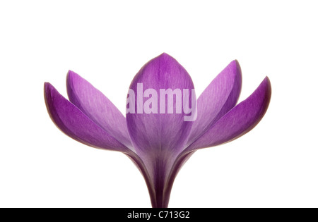 Crocus vernus, Crocus, fleur pourpre sujet, fond blanc Banque D'Images