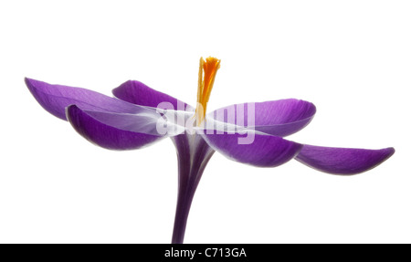 Crocus vernus, Crocus, fleur mauve et jaune orangé matière, fond blanc Banque D'Images