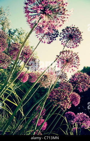 Oignon ornemental, Allium, capitules sphériques pourpre sur de longues tiges. Banque D'Images