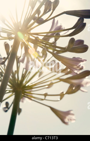 Agapanthus, fleur mauve sujet, fond blanc Banque D'Images