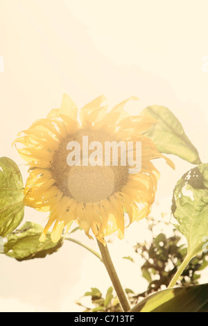 Helianthus annuus, tournesol, jaune sous réserve, fond blanc Banque D'Images