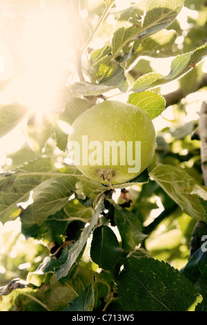 Malus domestica 'Granny Smith', sur Apple Tree, vert, sous réserve Banque D'Images