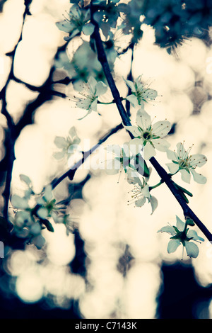 Prunus spinosa, prunellier, Prunelle, blanc fleur fleur sujet, Banque D'Images