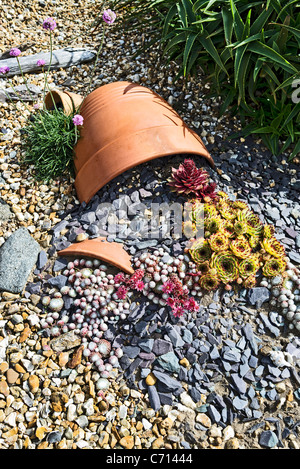 Affichage de Sempervivum innovantes de plantes dans un petit jardin Banque D'Images