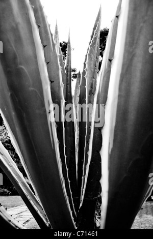 Agave americana marginata, noir et blanc, Banque D'Images