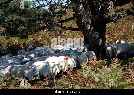 Les moutons se protéger du soleil à l'ombre des arbres (France). Brebis se protégeant du soleil à l'abri des arbres Banque D'Images