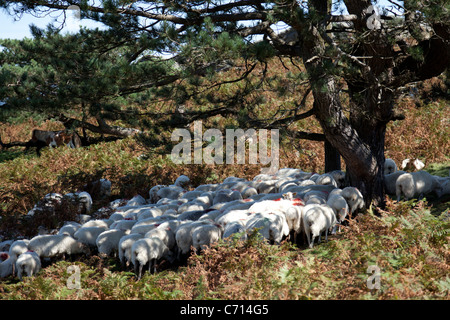 Les moutons se protéger du soleil à l'ombre des arbres (France). Brebis se protégeant du soleil à l'abri des arbres Banque D'Images