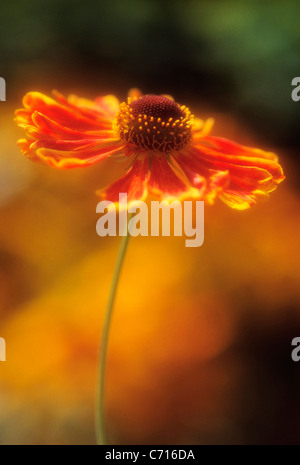 Helenium 'Indian Summer', Helen's flower, Sneezeweed, Banque D'Images