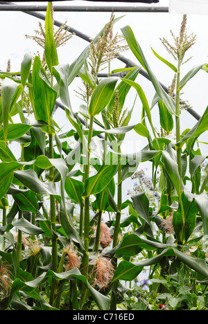 Zea mays, maïs, petits pains de sucre. Banque D'Images