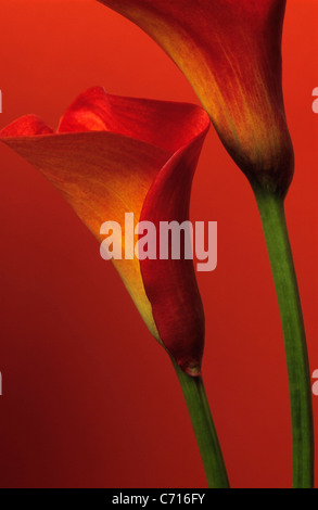 Zantedeschia, Lys, Arum ou Calla Lily, fleur orange sous réserve, fond rouge Banque D'Images