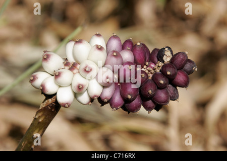 Fruits Aracées (Anchomanes difformis : Araceae) en forêt tropicale, le Cameroun. Banque D'Images