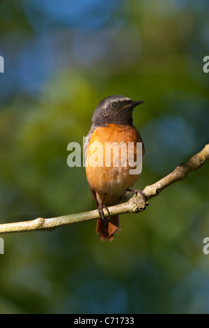 - Phoenicurus phoenicurus rougequeue mâle Banque D'Images