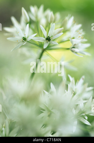 L'Allium ursinum, ail sauvage, Ramsons, fleur blanche sous réserve Banque D'Images