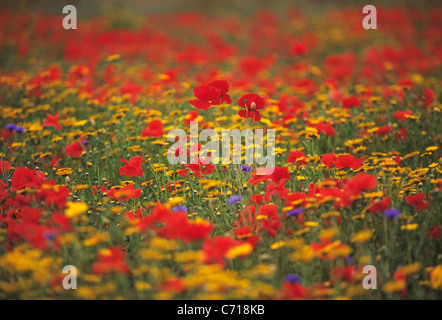 Champ de pavot, Papaver rhoeas, couleurs mélangées de fleurs sauvages sous réserve Banque D'Images