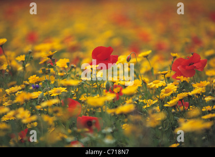 Fleurs sauvages en prairie, couleurs mélangées Banque D'Images