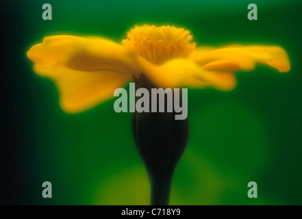 Tagetes, oeillet, fleur jaune, sous réserve Banque D'Images