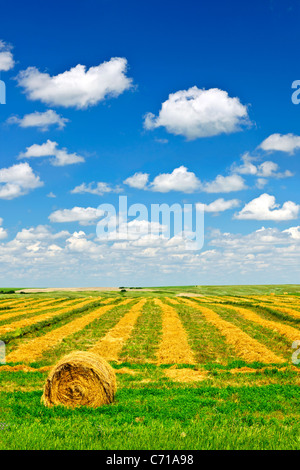 Le blé récolté sur le terrain agricole avec des balles de foin dans la Saskatchewan, Canada Banque D'Images