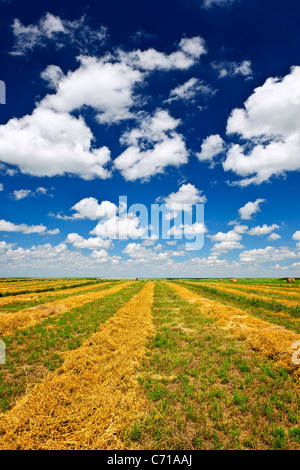 Le blé récolté sur le terrain ferme en Saskatchewan, Canada Banque D'Images