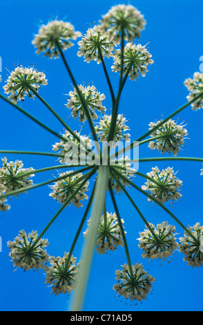 Heracleum sphondylium Berce du Caucase, la floraison, la tête contre le ciel bleu, l'objet blanc, fond bleu Banque D'Images