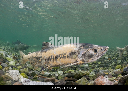 Le saumon keta, Oncorhynchus keta, avec corps commence déjà à se décomposer en préparation à la mort après le frai de l'Alaska ; Banque D'Images