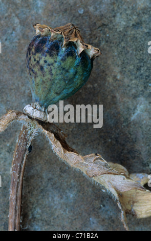 Papaver orientale, Oriental poppy seed head, Brown sujet, fond brun Banque D'Images