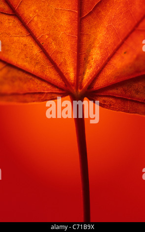 Acer pseudoplatanus, Sycamore, rétroéclairé feuilles contre fond orange Banque D'Images