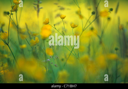 Buttercup, Ranunculus acris, fleurs jaunes sujet, fond jaune Banque D'Images