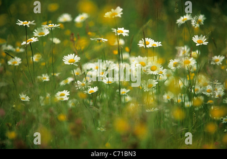 Leucanthemum vulgare, Daisy, la marguerite blanche fleurs Banque D'Images