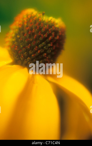 Rudbeckia, échinacée, Black Eyed Susan, fleur jaune, sous réserve Banque D'Images