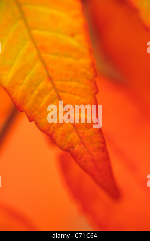 Rhus typhina Sumac automne feuillage sur fond orange contre l'arbre. Banque D'Images