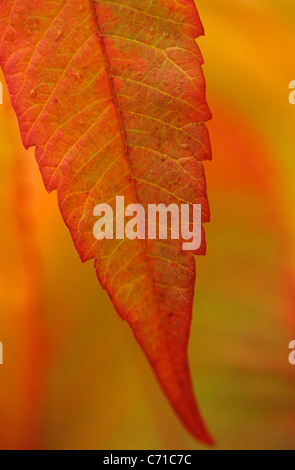 Rhus typhina Sumac automne feuillage sur fond orange contre l'arbre. Banque D'Images