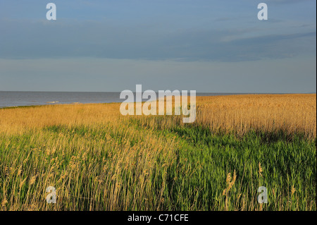 Marais de Mortagne Sur Gironde, l'estuaire de la Gironde, au sud de la Charente Maritime, France Banque D'Images