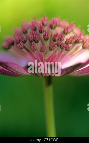 Astrantia major 'Roma', Masterwort rose fleur tête contre un fond vert. Banque D'Images