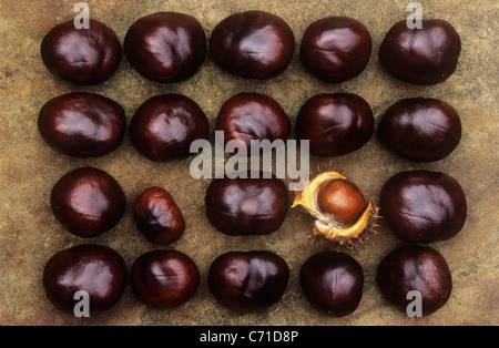 Le Marronnier Aesculus hippocastanum fruit également connu sous le nom de conker. Banque D'Images